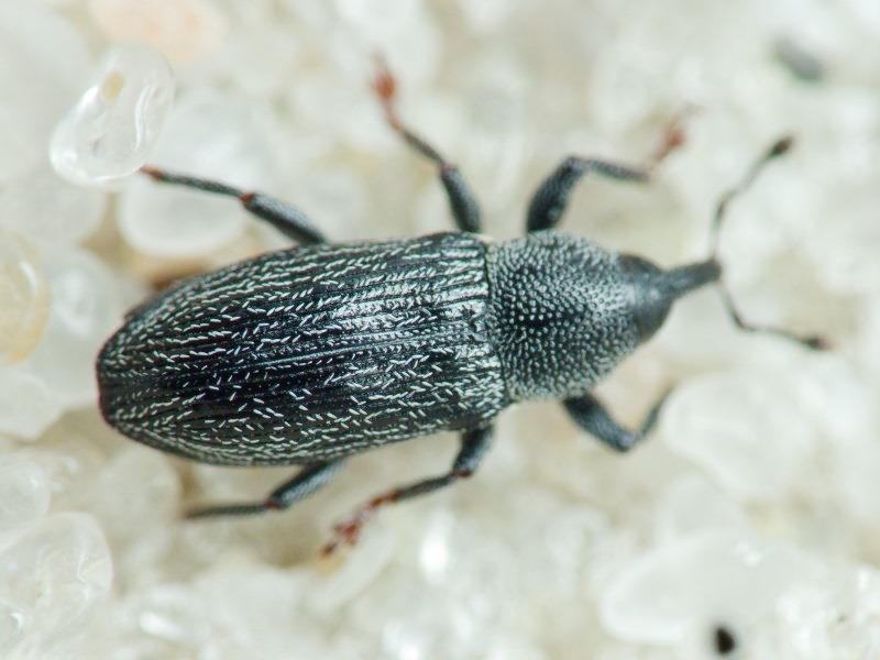 Limnobaris dolorosa (Goeze, 1777)